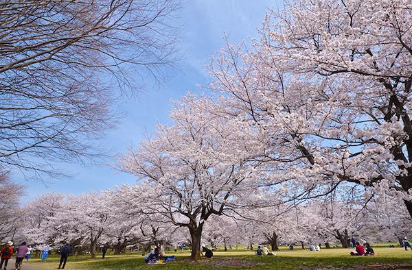 昭和記念公園