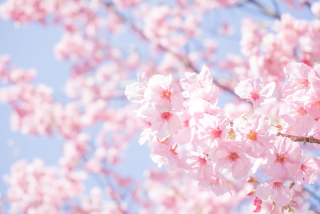 花見