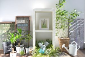 30代女性の観葉植物の選び方