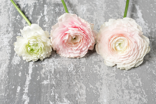 shutterstock_790134250