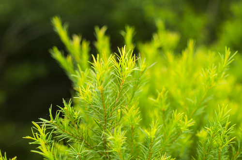 Green,Australian,Tea,Tree.
