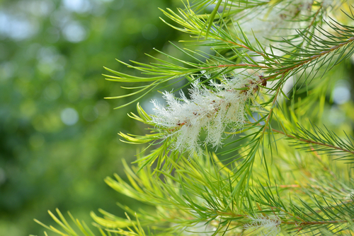 Tea-tree,(narrow-leaved,Paperbark)