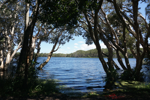 Tea,Tree,Lake,In,A,Beautiful,Sunny,Day,-,Lake