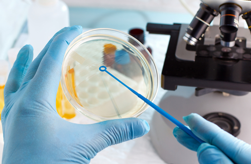 Microbiologist,Hand,Cultivating,A,Petri,Dish,Whit,Inoculation,Loops,,Beside