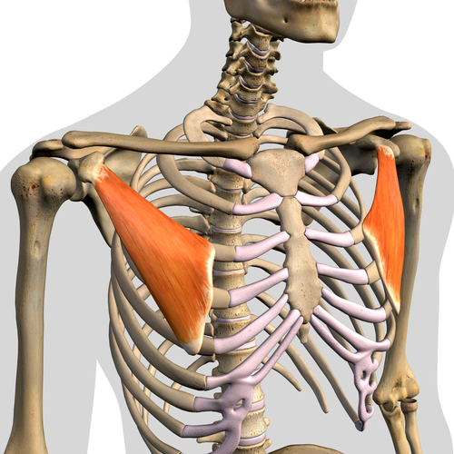 Pectoralis,Minor,Muscles,Isolated,In,Anterior,View,Anatomy,On,White