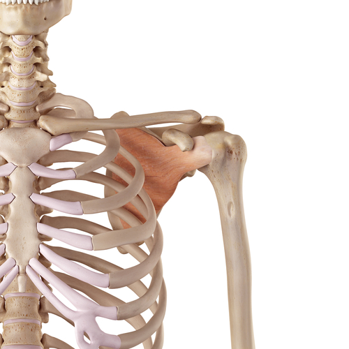 Medical,Accurate,Illustration,Of,The,Subscapularis