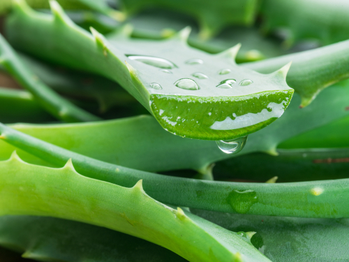 Aloe,Or,Aloe,Vera,Fresh,Leaves,And,Slices,On,White