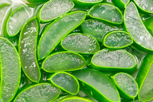 Aloe,Vera,Slice,Top,View,Texture,Background.