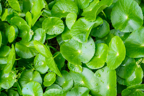 Herbal,Medicine,Leaves,Of,Centella,Asiatica,Known,As,Gotu,Kola
