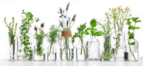 Bottle,Of,Essential,Oil,With,Herbs,On,White,Background