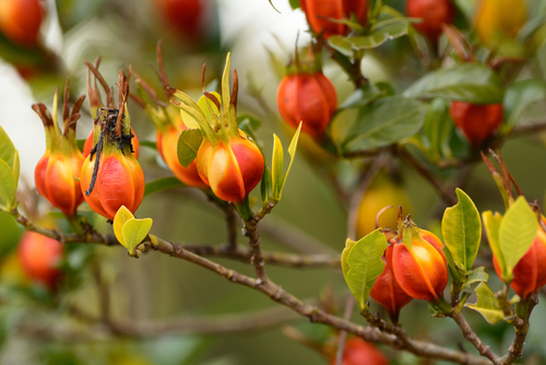 Fruits,Of,Cape,Jasmine,On,The,Tree