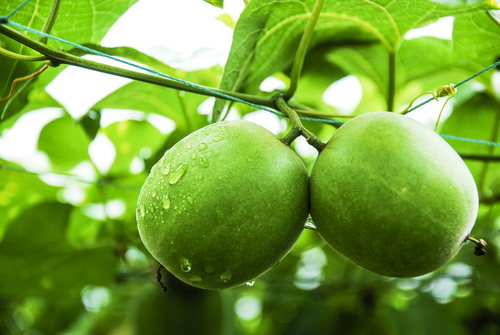 Momordica,Grosvenori,Fruits
