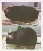 マウスNMN